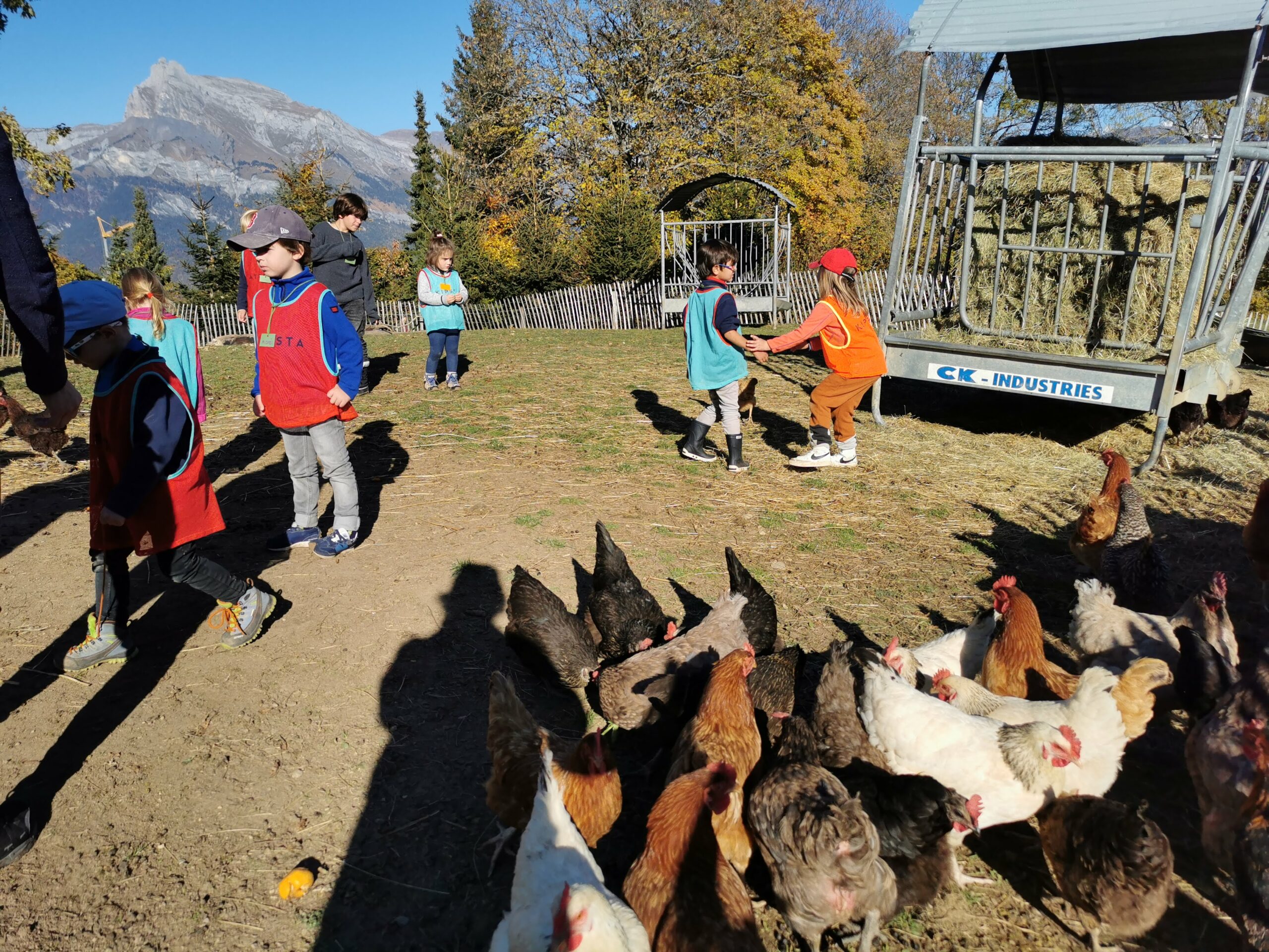 Les enfants découvrent les poules