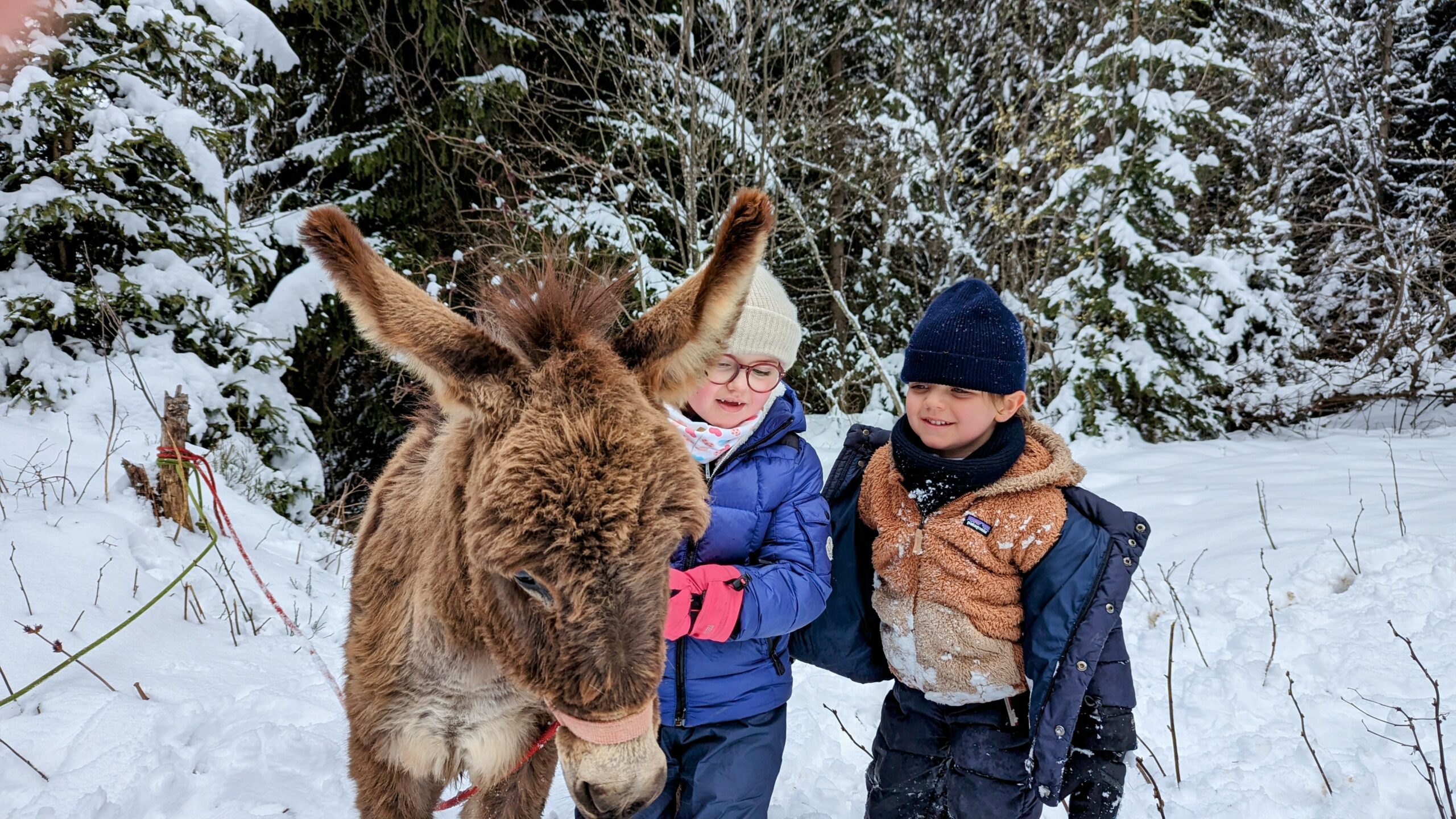 Des enfants rencontrent un âne dans la neige
