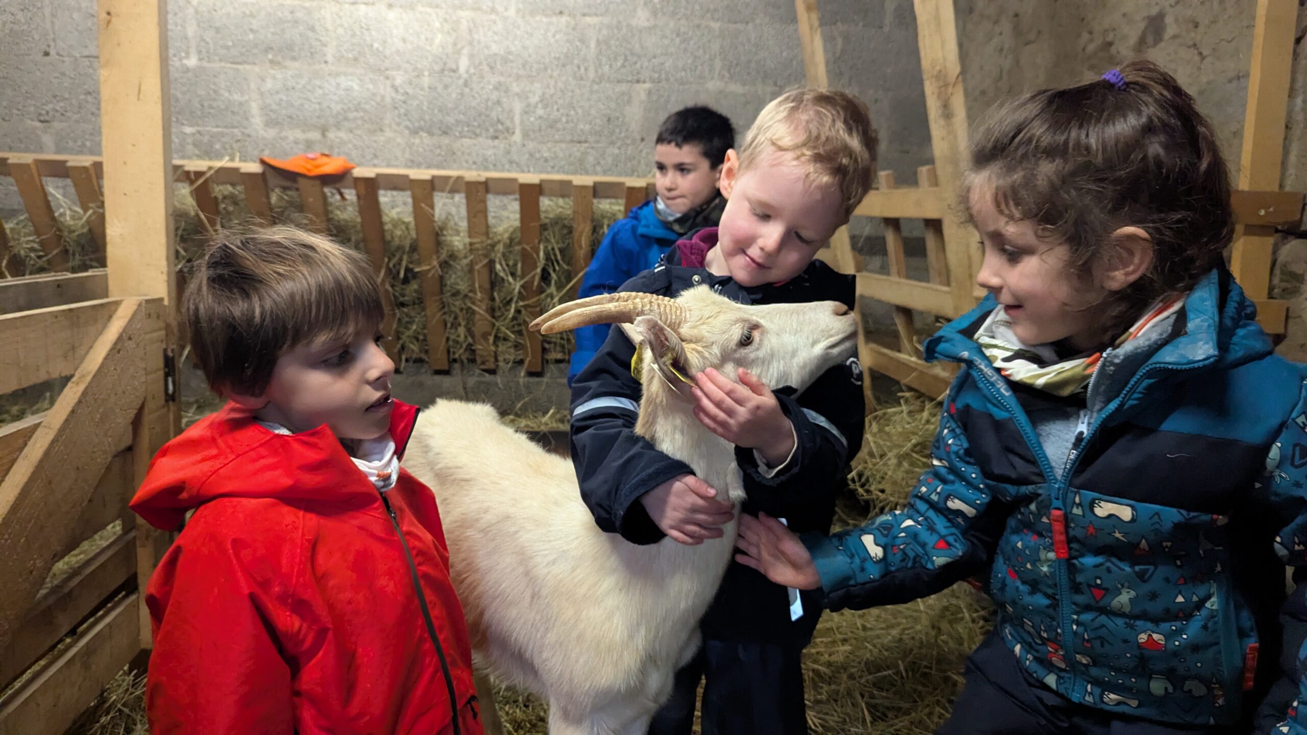 Des enfants découvrent une chèvre à la ferme