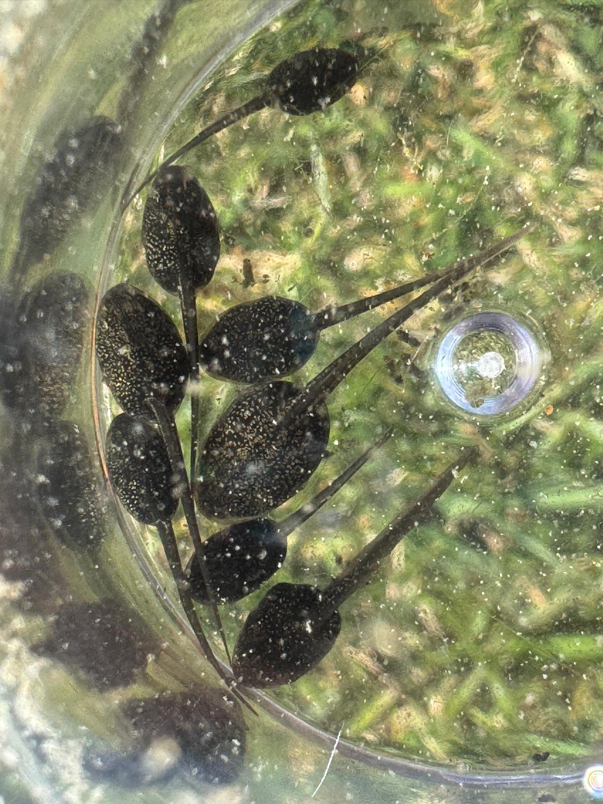 Observation des têtards dans l’eau